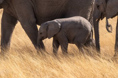 Close-up of a baby elephant, framed by two adult elephants, wading through the tall grasses of Etosha National Park, Namibia