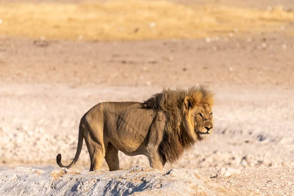 纳米比亚埃托沙国家公园 一只雄性狮子 豹狮子在水坑附近行走的特写镜头 — 图库照片