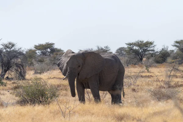 Telefoto Gigante Africano Elefante Loxodonta Africano Pastando Nas Planícies Parque — Fotografia de Stock