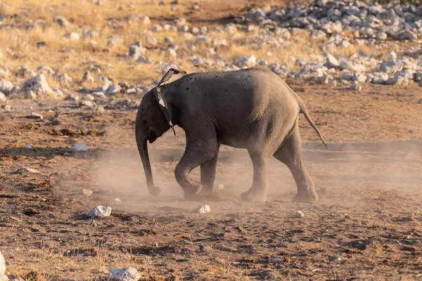 Teleaufnahme Einer Herde Afrikanischer Elefanten Loxodonta Africana Beim Baden Einem — Stockfoto