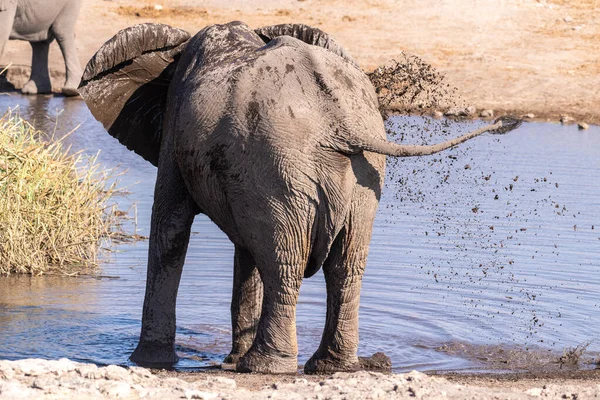 Telehoto Lövés Egy Afrikai Elefánt Megszórja Magát Vízzel Közel Egy — Stock Fotó
