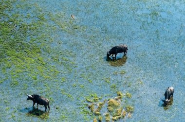 Arial telephoto shot of an African Buffalo -Syncerus caffer- grazing in the Okavango Delta wetlands, Botswana.
