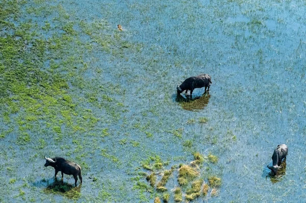 Arial Telephoto Shot African Buffalo Syncerus Caffer Grazing Okavango Delta —  Fotos de Stock