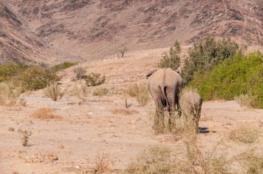 Kuzey Batı Namibya 'da çölde başıboş dolaşan iki Afrika çöl fili Loxodonta Afrikana' nın yakınlaşması..