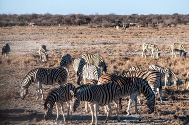 Burchells Plains zebra bir grup -Equus quagga burchelli- Etosha Milli Parkı, Namibya ovalarında birbirlerine yakın duran.