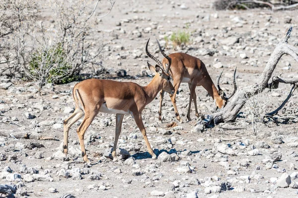 Encerramento Uma Manada Impalas Aepyceros Melampus Pastando Nas Planícies Parque — Fotografia de Stock
