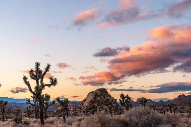 Joshua Tree Ulusal Parkı 'nın genel bakış açısına göre kaya oluşumlarına dağılmış seyrek dağılmış ağaçlar görülüyor. Pembe bulutlar yükselen güneşi vurgular.