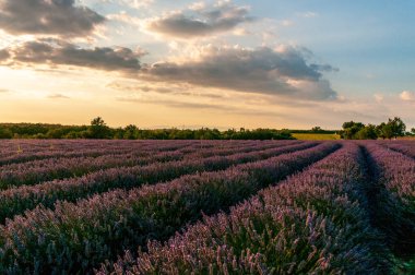 Detail of a lavender field in the Southern French Provence, on a sunny summer afternoon.