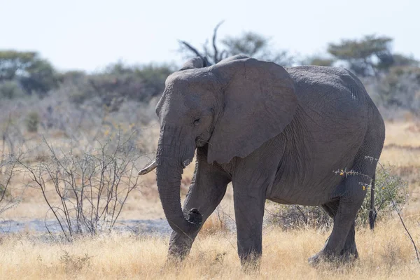 在纳米比亚埃托沙国家公园的平原上 一个巨大的非洲大象 Loxodonta Africana Telephoto向他开枪 — 图库照片