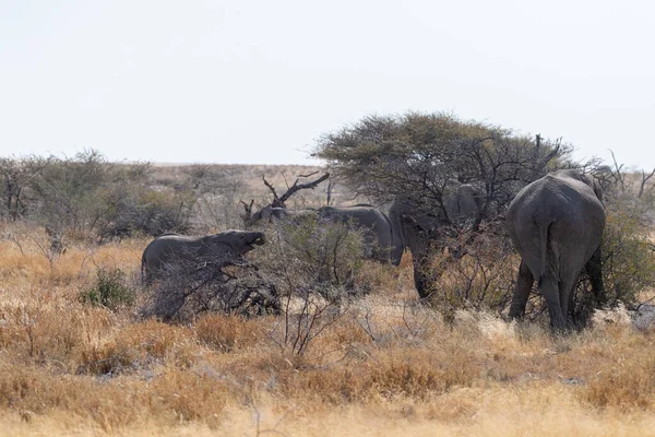 Een Kudde Afrikaanse Olifanten Loxodonta Africana Graast Vlakten Van Het — Stockfoto