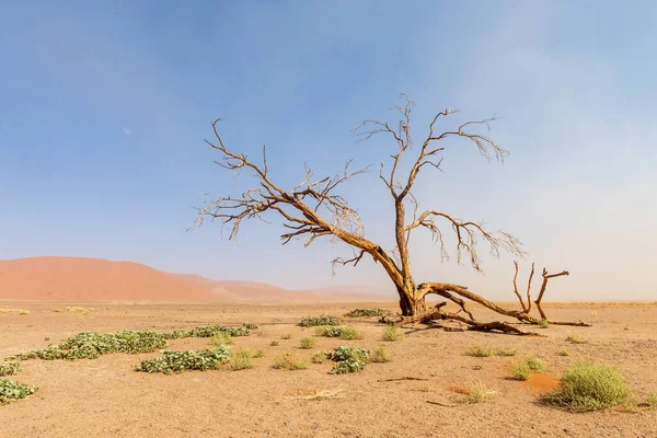 Landscape Shot Single Tree Desert Dune Sossusvlei Namibia — Stock Photo, Image