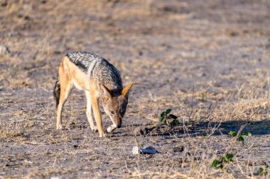Botsvana 'da Chobe Ulusal Parkı' nda sabah erken saatlerde gezinen yan çizgili bir çakal -Canis Adustus..