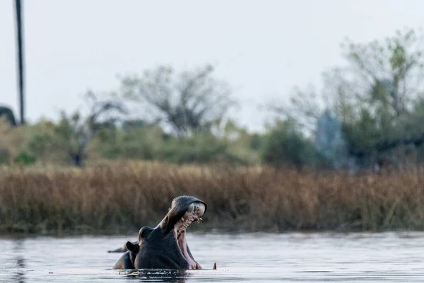 Telefon Lövés Fejét Egy Részben Elsüllyedt Víziló Hippopotamus Kétéltű Hogy — Stock Fotó
