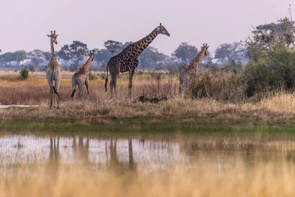 Grupo Três Girafas Delta Okavango Botsuana — Fotografia de Stock