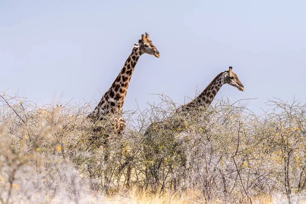Fotografia Telefoto Duas Girafas Angolanas Comendo Árvores Parque Nacional Etosha — Fotografia de Stock