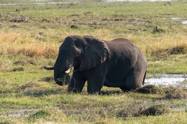 Ett Teleskott Afrikansk Elefant Som Livnär Sig Floden Chobe Chobe — Stockfoto