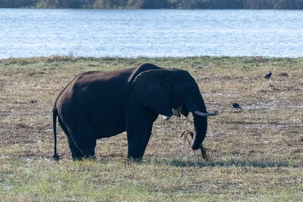 チョベ川の岸でアフリカゾウが餌を与えているところを撮影した写真 ボツワナのチョベ国立公園 — ストック写真