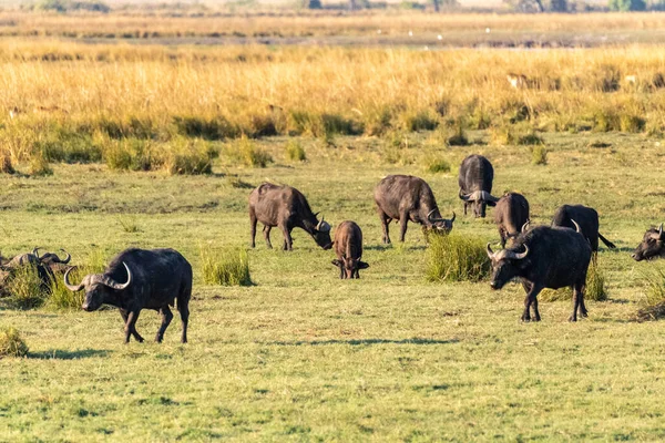 Telephoto Shot Herd Cape Buffalo Syncerus Caffer Grazing Banks Chobe —  Fotos de Stock