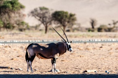 Bir Afrika antilobu ceylanı Namibya sossusvlei 'sinde Susriem yakınlarında otluyor..