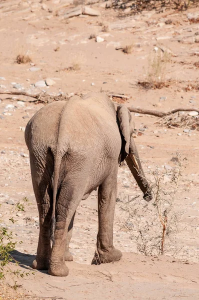 Telefoto Elefante Del Desierto Norte Namibia —  Fotos de Stock