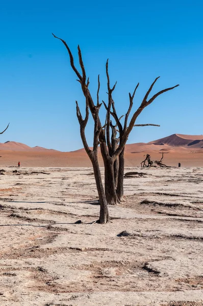 Landscape Shot Iconic Dead Trees Namibian Deadvlei Area — Foto Stock