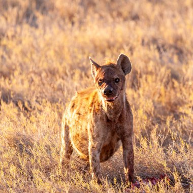 Yakın çekim bir benekli Sırtlan - Crocuta crocuta- bir av ile, Etosha milli Parkı, Namibya gün batımının altın saat sırasında görülen.