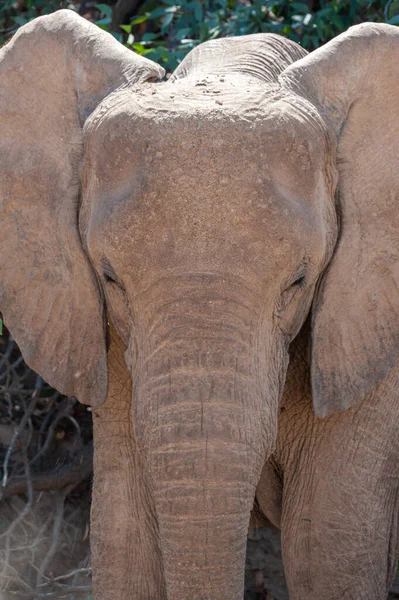Kopfschuss Eines Wüstenelefanten Nahaufnahme Irgendwo Namibia — Stockfoto