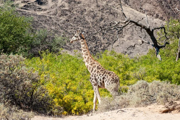 Imprese Angolské Žirafy Žirafy Angolensis Putující Pouští Severozápadě Namibie — Stock fotografie