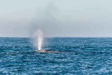 Yüzeydeki gri balinanın havaya su buharı püskürtmesinin ayrıntıları.