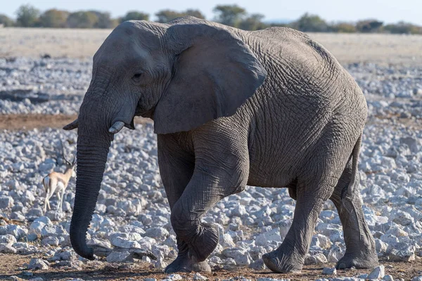 纳米比亚埃托沙国家公园一只非洲大象 Loxodonta Africana 接近一个水坑时被Telephoto开枪击中 — 图库照片