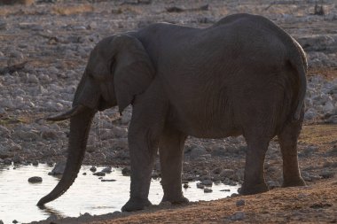 Afrika fili Loxodonta Africana sürüsünün Etosha Ulusal Parkı 'ndaki bir su birikintisinde banyo yaparken çekilmiş resmi..