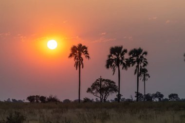 Telephoto shot of the setting sun against a background of palm trees in the Okavango Delta, Botswana.