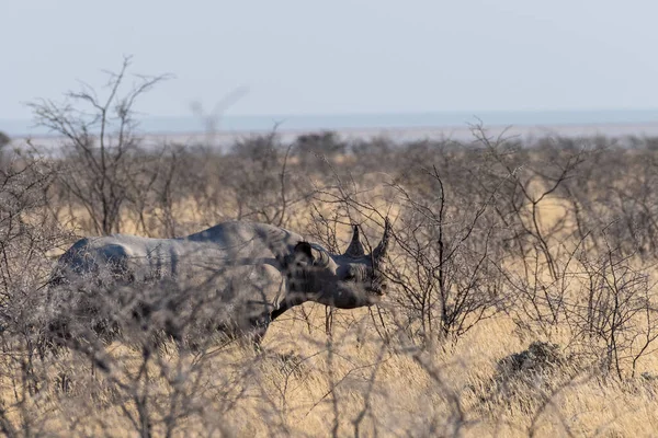Černý Nosorožce Kupleros Žrát Planinách Národního Parku Etosha Namibii Během — Stock fotografie