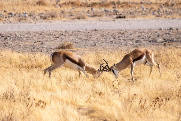 Telephoto Shot Two Impalas Aepyceros Melampus Engaging Head Head Fight —  Fotos de Stock