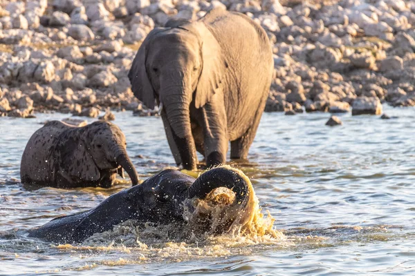 在纳米比亚埃托沙国家公园的一个水坑里洗澡时 Telephoto拍摄了一头小象 玩得很开心 — 图库照片