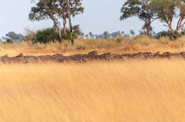 オカバンゴデルタ ボツワナの乾燥した土地で実行されているブルセル平原シマウマ エクウスQuagga Burchelliの大規模な群れのテレフォトショット — ストック写真