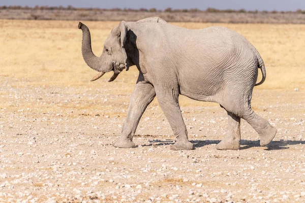 Telephoto Shot One African Elephant Loxodonta Africana Running Plains Etosha — Photo