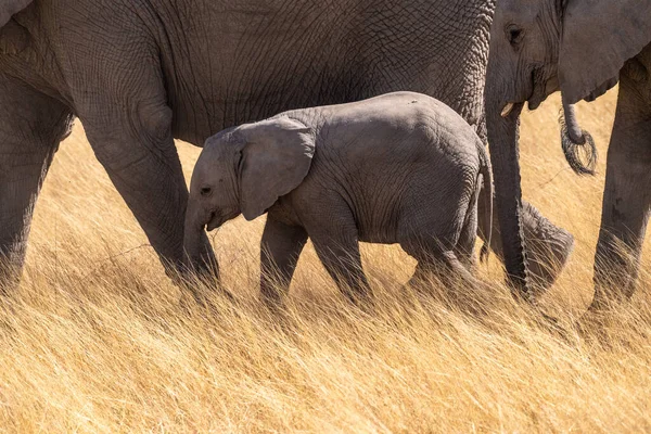 ナミビアのエトシャ国立公園の背の高い草を歩く2頭の大人の象に囲まれた赤ちゃん象のクローズアップ — ストック写真