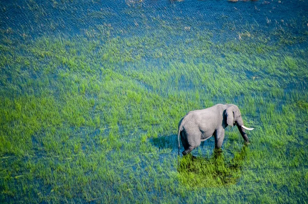 Aerial Telephoto Shot African Elephant Wading Shallow Waters Okavango Delta — Zdjęcie stockowe