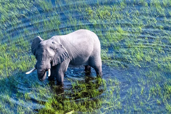 Flygfoto Afrikansk Elefant Som Vadar Genom Det Grunda Vattnet Okavango — Stockfoto