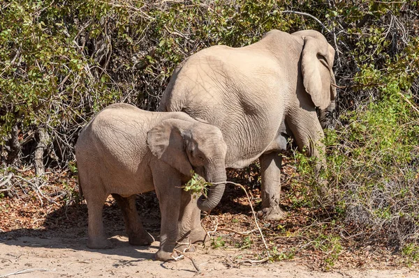 Крупный План Двух Африканских Пустынных Слонов Loxodonta Africana Блуждающих Пустыне — стоковое фото