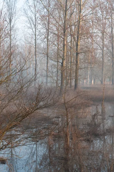 Egy Csendes Kora Reggeli Jelenet Könnyű Köddel Amely Egy Fákkal — Stock Fotó