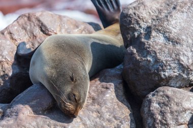 Namibya kıyısındaki Cape Cross fok kolonisindeki bir fokun telefon portresi.