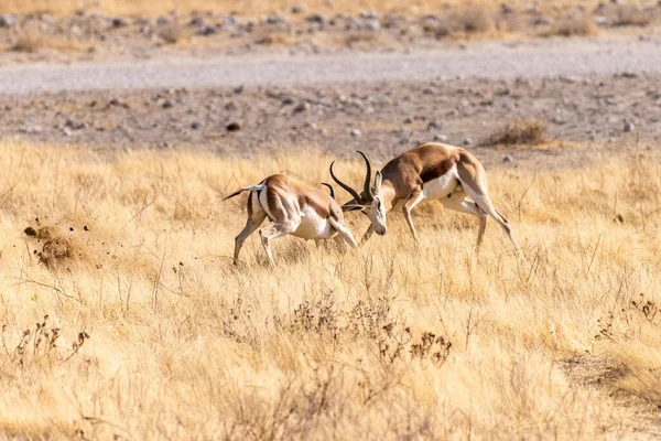 Telephoto Shot Two Impalas Aepyceros Melampus Engaging Head Head Fight — Foto Stock