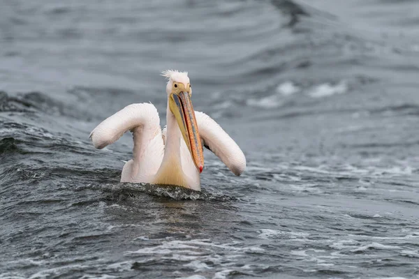 Telephoto Shot Great White Pelican Pelecanus Onocrotalus Walvis Bay Namibia — Stock Photo, Image