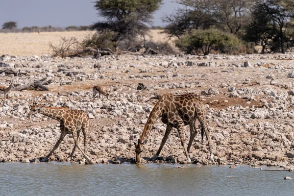 Zwei Angolanische Giraffen Giraffa Giraffa Angolensis Stehen Trinkend Einem Wasserloch — Stockfoto