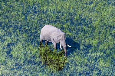 Botswana 'daki Okavango Deltası' nın sığ sularında yüzen bir Afrika filinin telefoto görüntüsü..