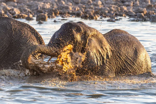 Telephoto拍摄了一头小象在水坑里玩耍 洗澡的情景 Etosha国家公园 纳米比亚 — 图库照片