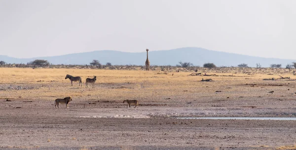 Telefoto Lions Stolthet Etoshas Nationalpark — Stockfoto