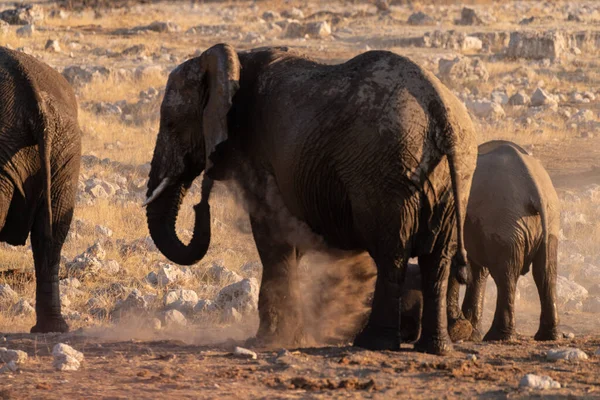 Telefoto Uma Manada Elefante Africano Loxodonta Africana Tomando Banho Buraco — Fotografia de Stock